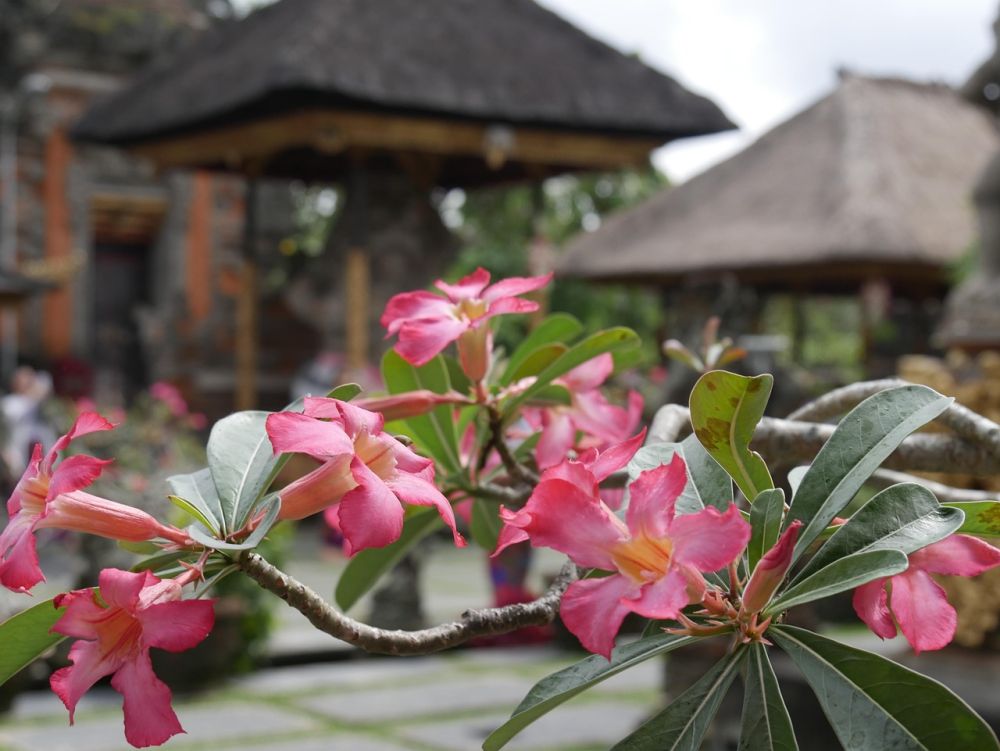 Bloem Bali