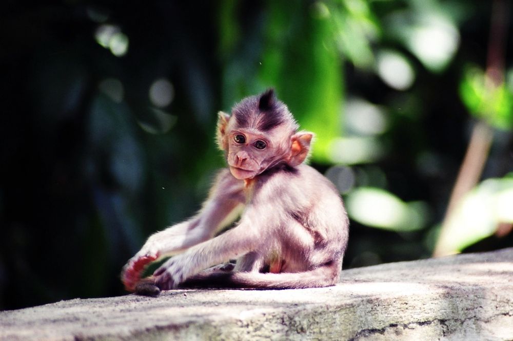 Pensive Bali