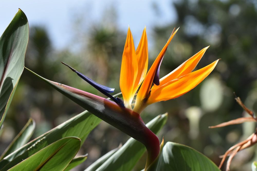 Madeira