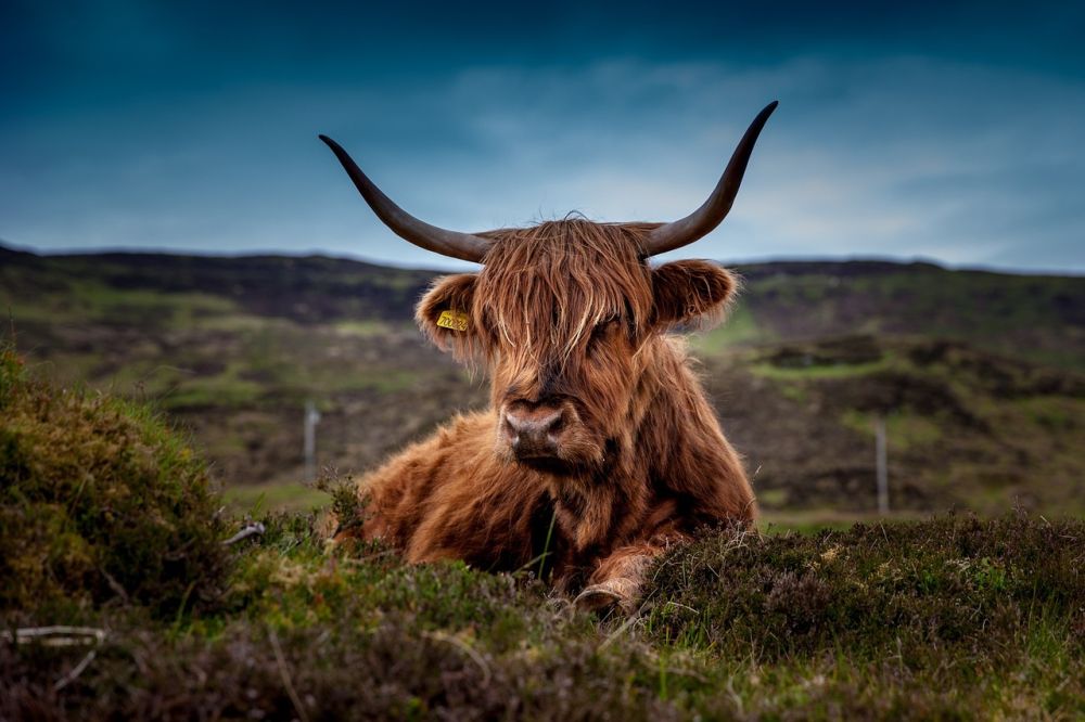 Schotse hooglander