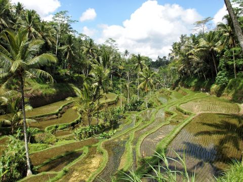 rijstvelden in ubud