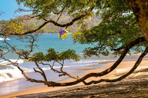 boom aan het strand in manuel antonio