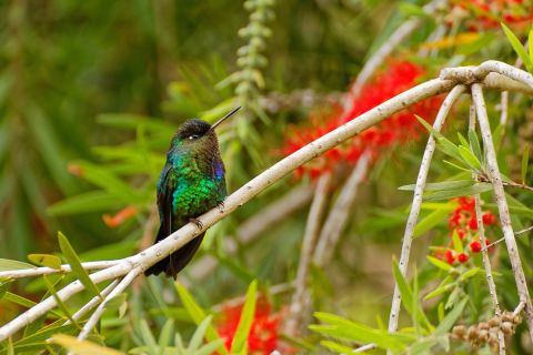 een vogel in monteverde
