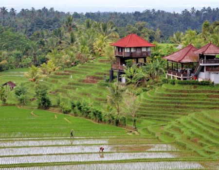 rijstvelden bali