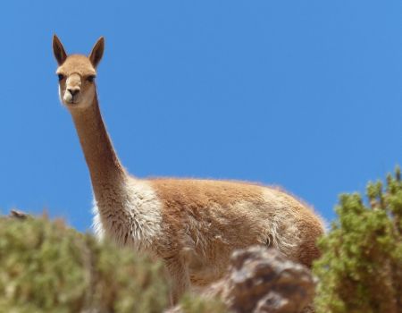 Lama in Bolivia