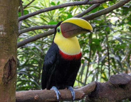 Toekan in het regenwoud van Costa Rica