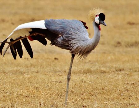 grijskroon kraanvogel