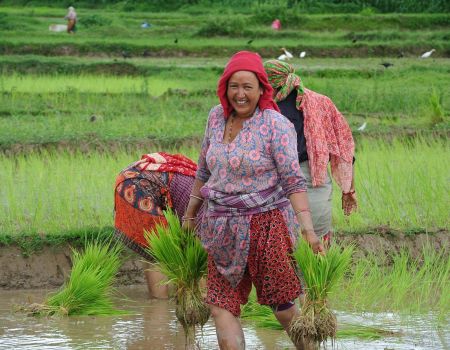 rijstvelden Nepal