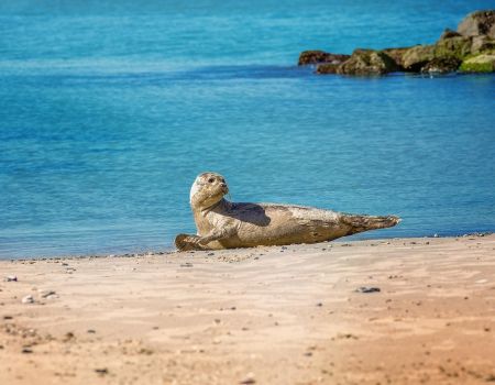 Zeehond Denemarken