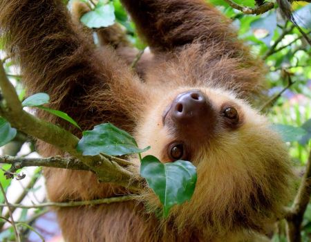 Luiaard Costa Rica regenwoud