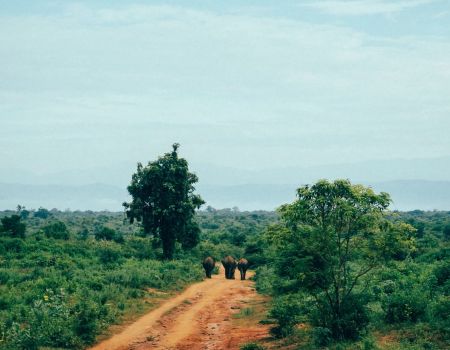 landschap sri lanka