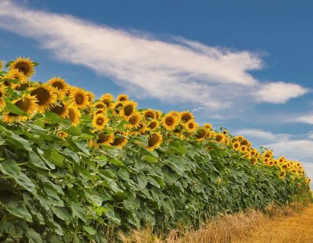 Zonnebloemen Frankrijk
