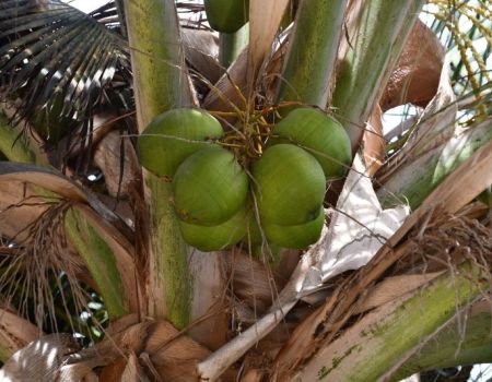 palm kaap verdie