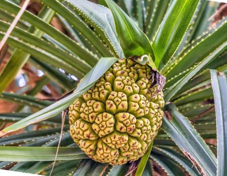 fruit thailand