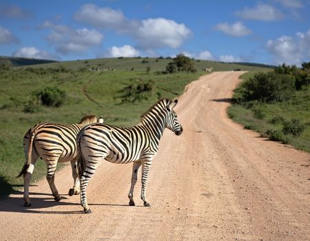 zebra afrikaans landschap