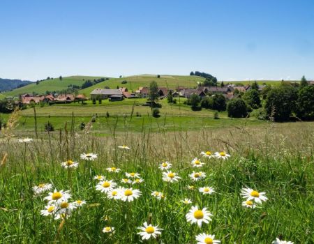 Zwarte Woud landschap